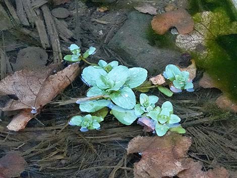 Watercresses (Nasturtium officinale)