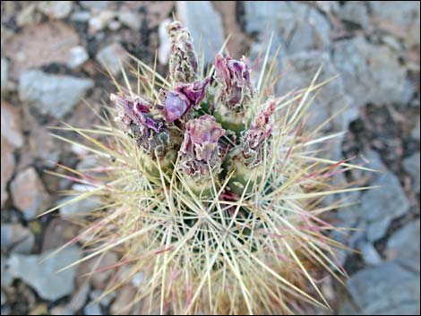 Johnson's Fishhook Cactus (Echinomastus johnsonii)