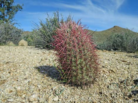 Johnson's Fishhook Cactus (Echinomastus johnsonii)