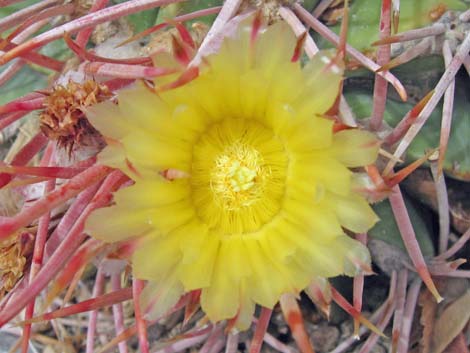 Cottontop Cactus (Echinocactus polycephalus)