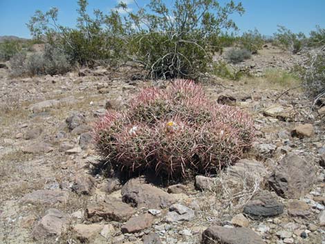 Cottontop Cactus (Echinocactus polycephalus)