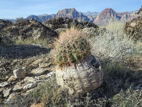 California barrel cactus (Ferocactus cylindraceus)