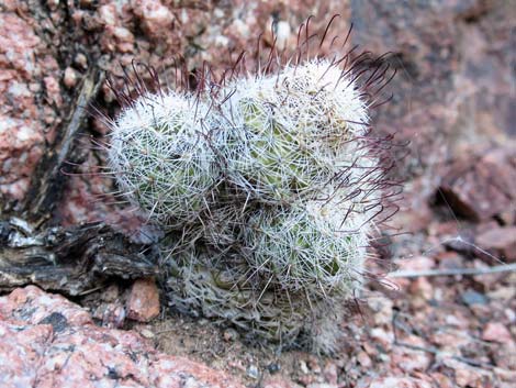 Graham's Nipple Cactus (Mammillaria grahamii)