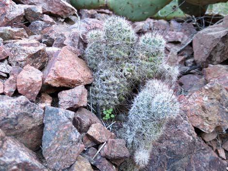Graham's Nipple Cactus (Mammillaria grahamii)