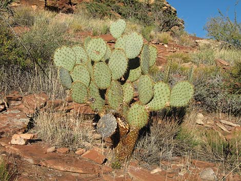 Pricklypear Cactus (Opuntia)