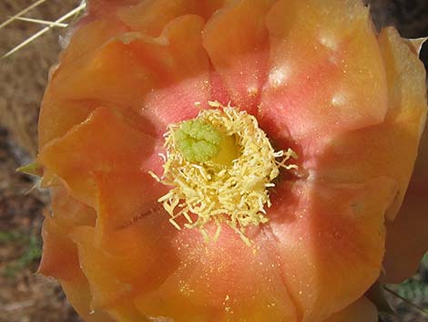 Pancake Pricklypear (Opuntia chlorotica)
