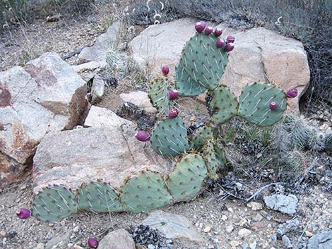 Cactus Apple Pricklypear (Opuntia engelmannii)
