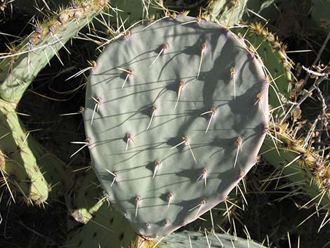 Cactus Apple Pricklypear (Opuntia engelmannii)
