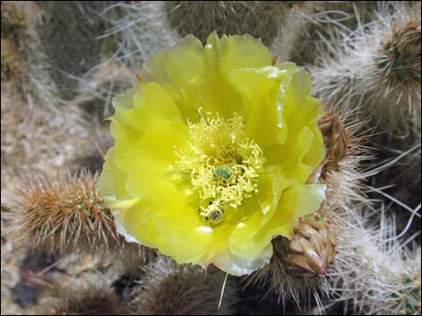 Grizzlybear Cactus (Opuntia polyacantha var. erinacea)