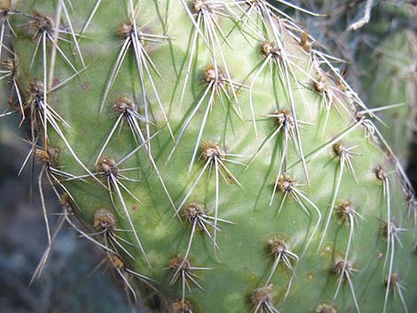 Hairspine Cactus (Opuntia polyacantha var. polyacantha)