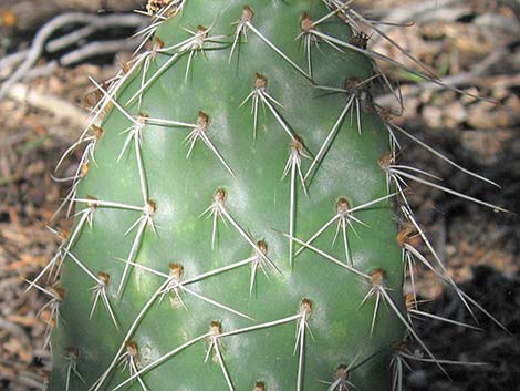 Hairspine Cactus (Opuntia polyacantha var. polyacantha)