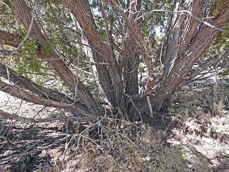 One-Seed Juniper (Juniperus monosperma)