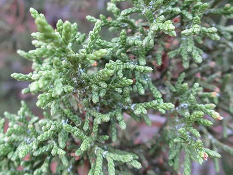 One-Seed Juniper (Juniperus monosperma)