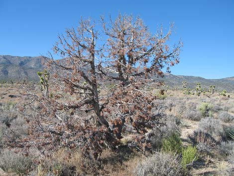 Utah Juniper (Juniperus osteosperma)