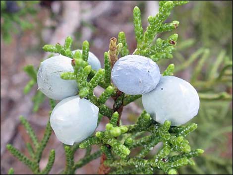 Utah Juniper (Juniperus osteosperma)