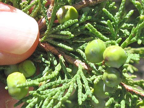 Rocky Mountain Juniper (Juniperus scopulorum)