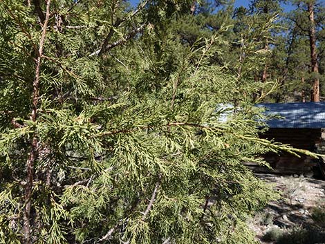 Rocky Mountain Junipers (Juniperus scopulorum)