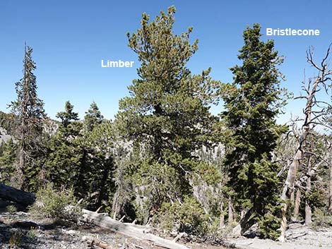 Limber Pine (Pinus flexilis)
