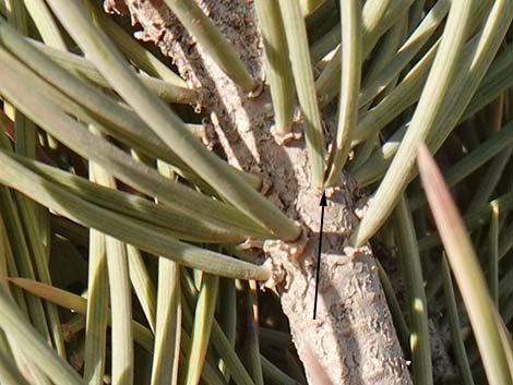 Singleleaf Pinyon Pine (Pinus monophylla)
