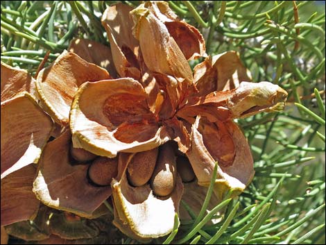 Singleleaf Pinyon Pine (Pinus monophylla)