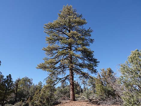 Ponderosa Pine (Pinus ponderosa)