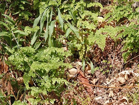 Common Maidenhair Fern (Adiantum capillus-veneris)