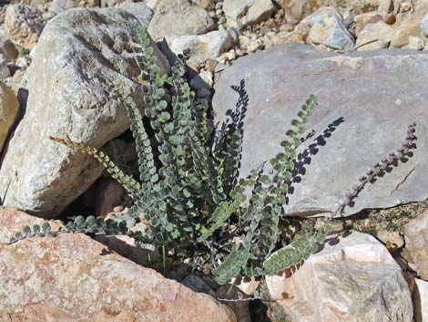 Cochise Scaly Cloak Fern (Astrolepis cochisensis)