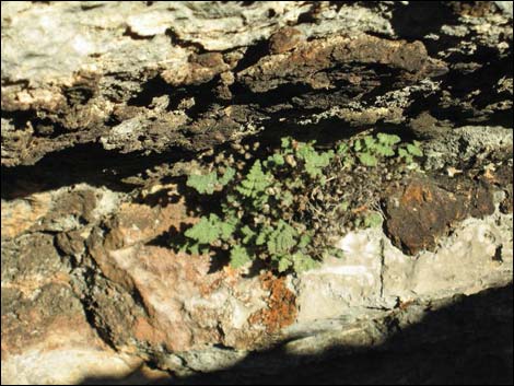 Parry's Lipfern (Cheilanthes parryi)