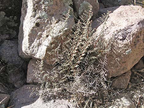 Spiny Cliffbrake (Pellaea truncata)