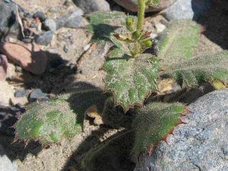 Broadleaf Gilia (Aliciella latifolia)
