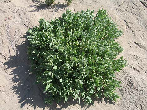 Leafcover Saltweed (Atriplex phyllostegia)