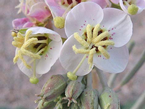 Brown-eyed Evening-Primrose (Camissonia claviformis)