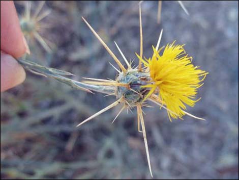 Yellow Star thistle (Centaurea solstitialis)