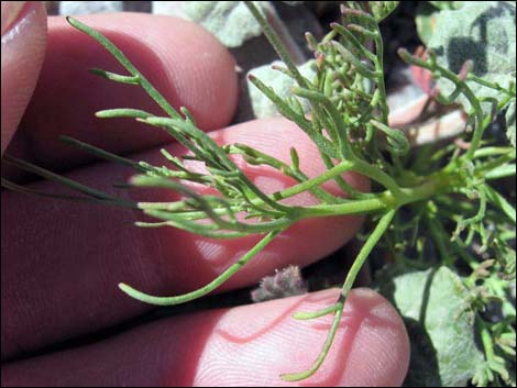 Pebble Pincushion (Chaenactis carphoclinia)
