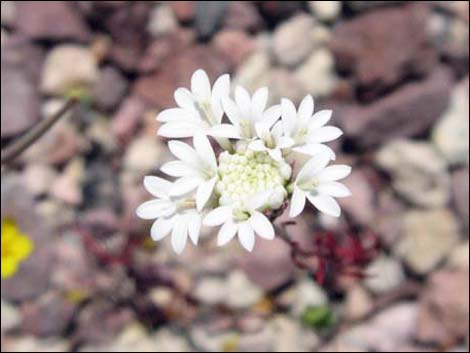 Pebble Pincushion (Chaenactis carphoclinia)