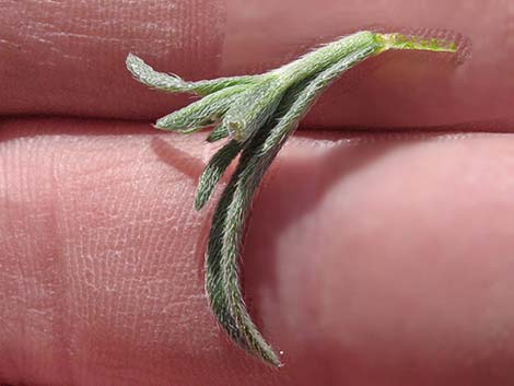 Wingnut Cryptantha (Cryptantha pterocarya)