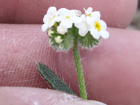 Forget-Me-Nots (Cryptantha spp.)