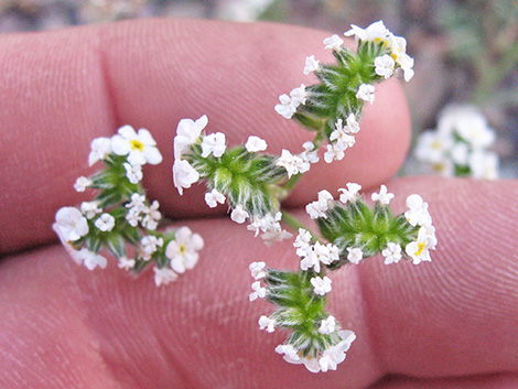 Forget-Me-Nots (Cryptantha spp.)