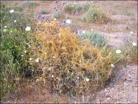Desert Dodder (Cuscuta denticulata)