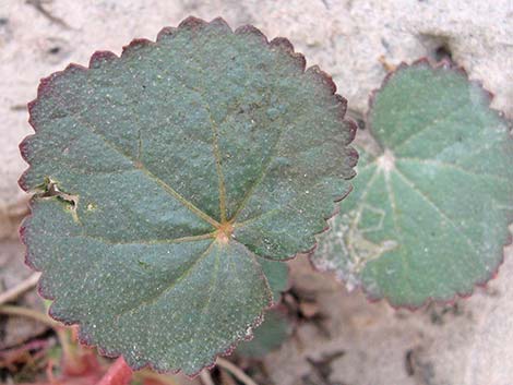 Desert Fivespot (Eremalche rotundifolia)