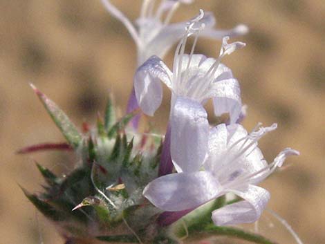 Desert Woollystar (Eriastrum eremicum)