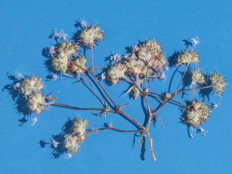 Desert Woollystar (Eriastrum eremicum)