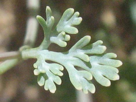 Pygmy Poppy (Eschscholzia minutiflora)