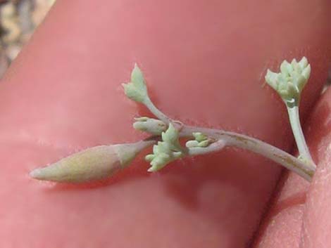 Pygmy Poppy (Eschscholzia minutiflora)