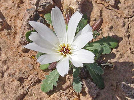 Holy Dandelion (Glyptopleura setulosa)