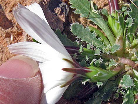 Holy Dandelion (Glyptopleura setulosa)