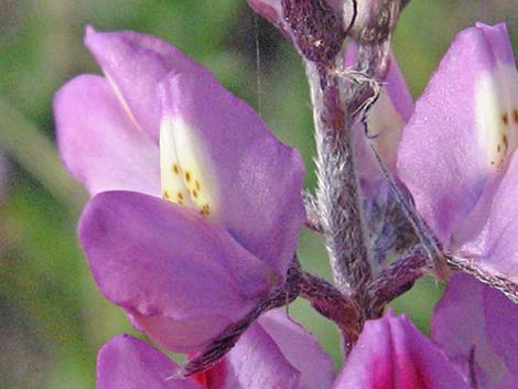 Arizona Lupine (Lupinus arizonicus)
