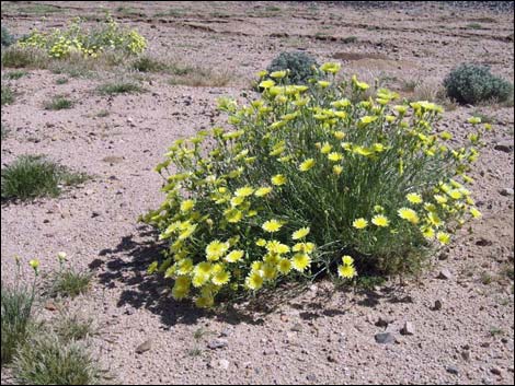 Desert Dandelion (Malacothrix glabrata)