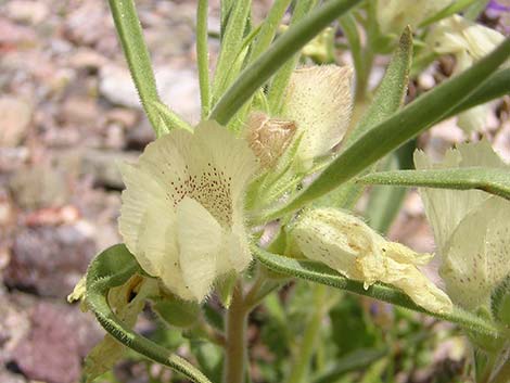 Ghost Flower (Mohavea confertiflora)