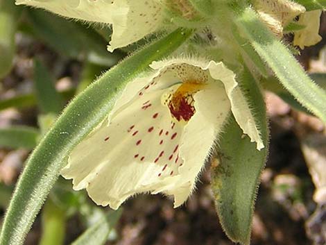 Ghost Flower (Mohavea confertiflora)